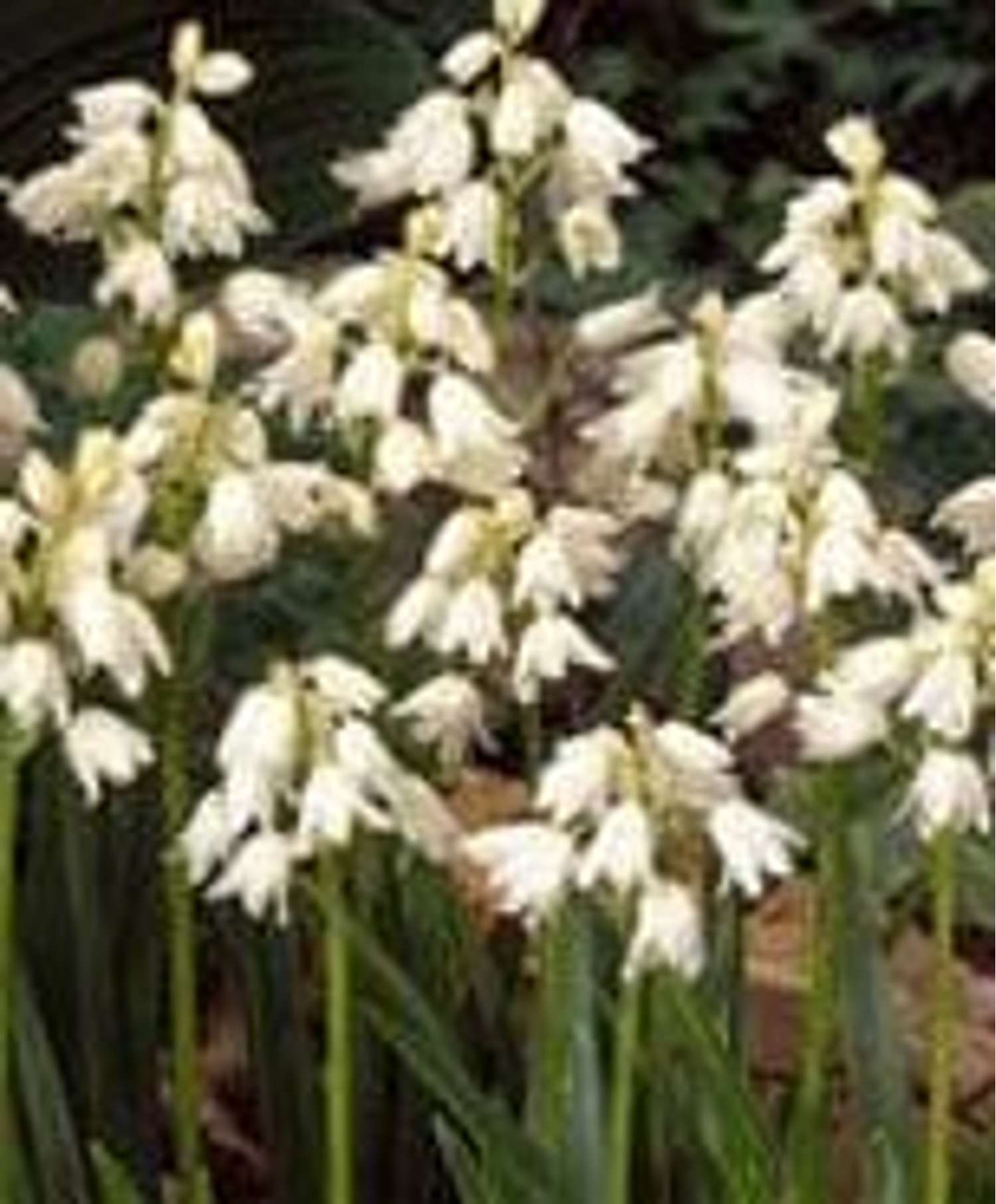 Hasenglöckchen 'Alba Maxima'
